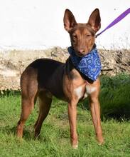 NACHO, Hund, Podenco Andaluz in Spanien - Bild 2