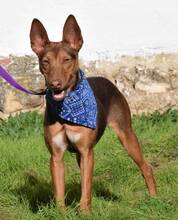 NACHO, Hund, Podenco Andaluz in Spanien - Bild 6