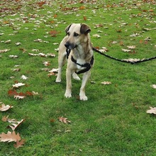 NIKO, Hund, Mischlingshund in Wuppertal - Bild 2