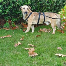 NIKO, Hund, Mischlingshund in Wuppertal - Bild 3