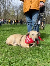 NIKO, Hund, Mischlingshund in Essen - Bild 4