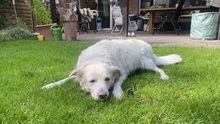LAIKA, Hund, Mischlingshund in Neuss - Bild 1