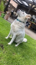 LAIKA, Hund, Mischlingshund in Neuss - Bild 3