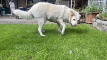 LAIKA, Hund, Mischlingshund in Neuss - Bild 4