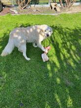 LAIKA, Hund, Mischlingshund in Neuss - Bild 5