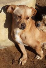 SPARKY, Hund, Mischlingshund in Portugal - Bild 3