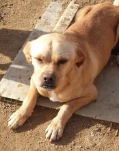SPARKY, Hund, Mischlingshund in Portugal - Bild 4