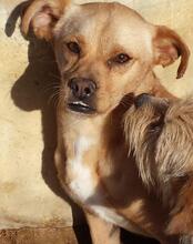 SPARKY, Hund, Mischlingshund in Portugal - Bild 5