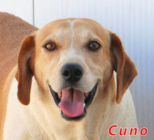 CUGNANA, Hund, Mischlingshund in Italien - Bild 1