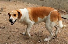 CUGNANA, Hund, Mischlingshund in Italien - Bild 11