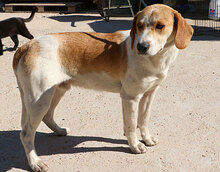 CUGNANA, Hund, Mischlingshund in Italien - Bild 15