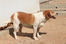 CUGNANA, Hund, Mischlingshund in Italien - Bild 4