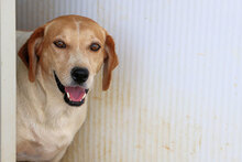 CUGNANA, Hund, Mischlingshund in Italien - Bild 6
