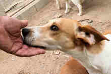 CUGNANA, Hund, Mischlingshund in Italien - Bild 9