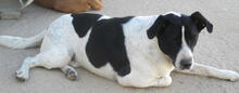 THUNDER, Hund, Mischlingshund in Grevenbroich - Bild 7