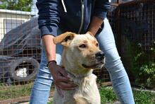 LOCA, Hund, Mischlingshund in Ungarn - Bild 1