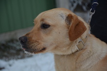 LOCA, Hund, Mischlingshund in Ungarn - Bild 10