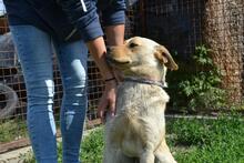 LOCA, Hund, Mischlingshund in Ungarn - Bild 2