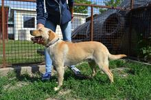 LOCA, Hund, Mischlingshund in Ungarn - Bild 3