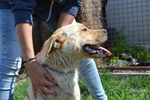 LOCA, Hund, Mischlingshund in Ungarn - Bild 5