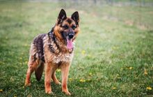 NINA, Hund, Deutscher Schäferhund in Slowakische Republik - Bild 1