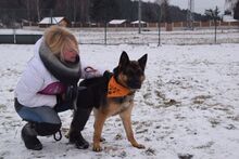 NINA, Hund, Deutscher Schäferhund in Slowakische Republik - Bild 2