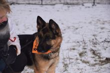NINA, Hund, Deutscher Schäferhund in Slowakische Republik - Bild 3