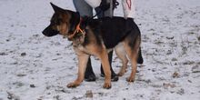 NINA, Hund, Deutscher Schäferhund in Slowakische Republik - Bild 4
