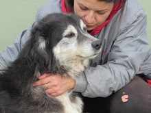 ALICE, Hund, Mischlingshund in Italien - Bild 13