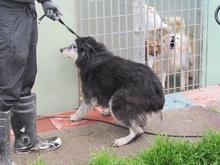 ALICE, Hund, Mischlingshund in Italien - Bild 3