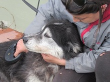 ALICE, Hund, Mischlingshund in Italien - Bild 6