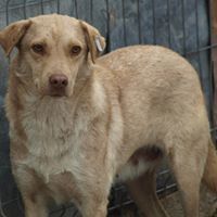 PACCO, Hund, Mischlingshund in Rumänien - Bild 1