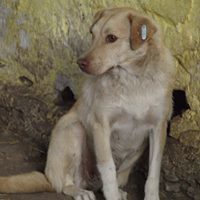 PACCO, Hund, Mischlingshund in Rumänien - Bild 10