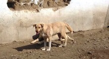 PACCO, Hund, Mischlingshund in Rumänien - Bild 11
