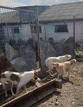 PACCO, Hund, Mischlingshund in Rumänien - Bild 12
