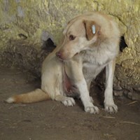 PACCO, Hund, Mischlingshund in Rumänien - Bild 13