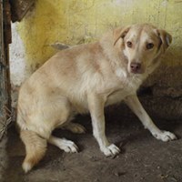 PACCO, Hund, Mischlingshund in Rumänien - Bild 14