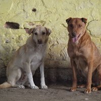 PACCO, Hund, Mischlingshund in Rumänien - Bild 15