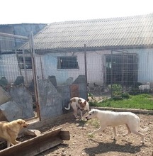 PACCO, Hund, Mischlingshund in Rumänien - Bild 16