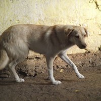 PACCO, Hund, Mischlingshund in Rumänien - Bild 17