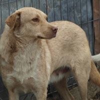 PACCO, Hund, Mischlingshund in Rumänien - Bild 2