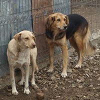 PACCO, Hund, Mischlingshund in Rumänien - Bild 3