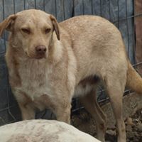 PACCO, Hund, Mischlingshund in Rumänien - Bild 4
