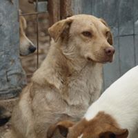 PACCO, Hund, Mischlingshund in Rumänien - Bild 5