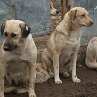 PACCO, Hund, Mischlingshund in Rumänien - Bild 6