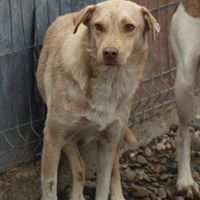 PACCO, Hund, Mischlingshund in Rumänien - Bild 7