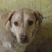 PACCO, Hund, Mischlingshund in Rumänien - Bild 8