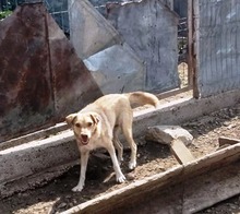 PACCO, Hund, Mischlingshund in Rumänien - Bild 9