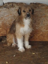 VINCI, Hund, Mischlingshund in Rumänien - Bild 1