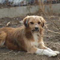 VINCI, Hund, Mischlingshund in Rumänien - Bild 10
